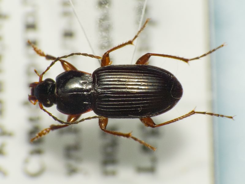 Carabidae Latreille, 1802